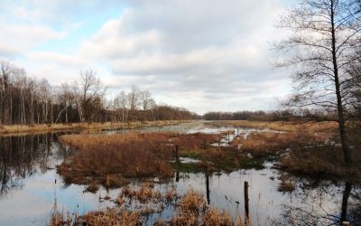 Waterland op de Kampina