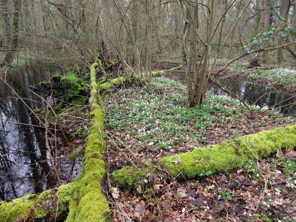 De leembossen van De Geelders zijn nat, met veel dode bomen op de grond, bekleed met mos. In het voorjaar bloeien bosanemonen,