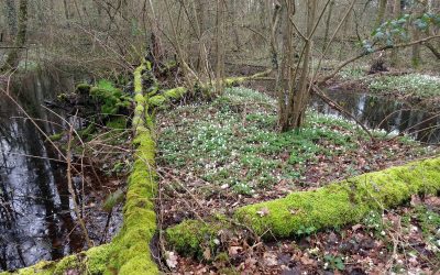 Nieuwe natuur in Geelders