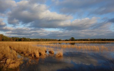 Winter Landschotse Heide