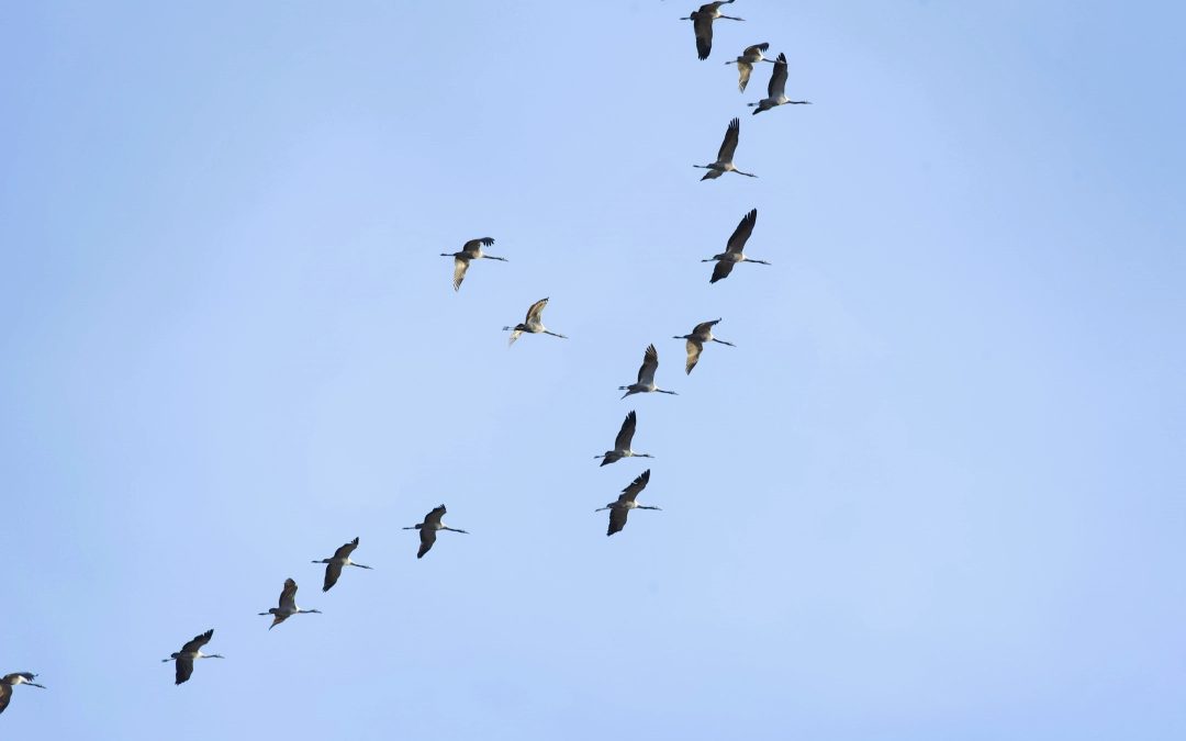 Wind, vogels en vergezichten