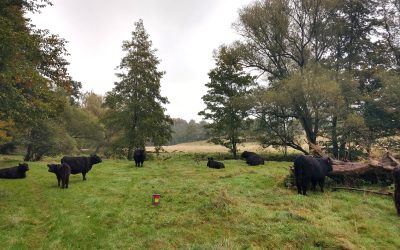 Stoere galloway’s in het Geuldal