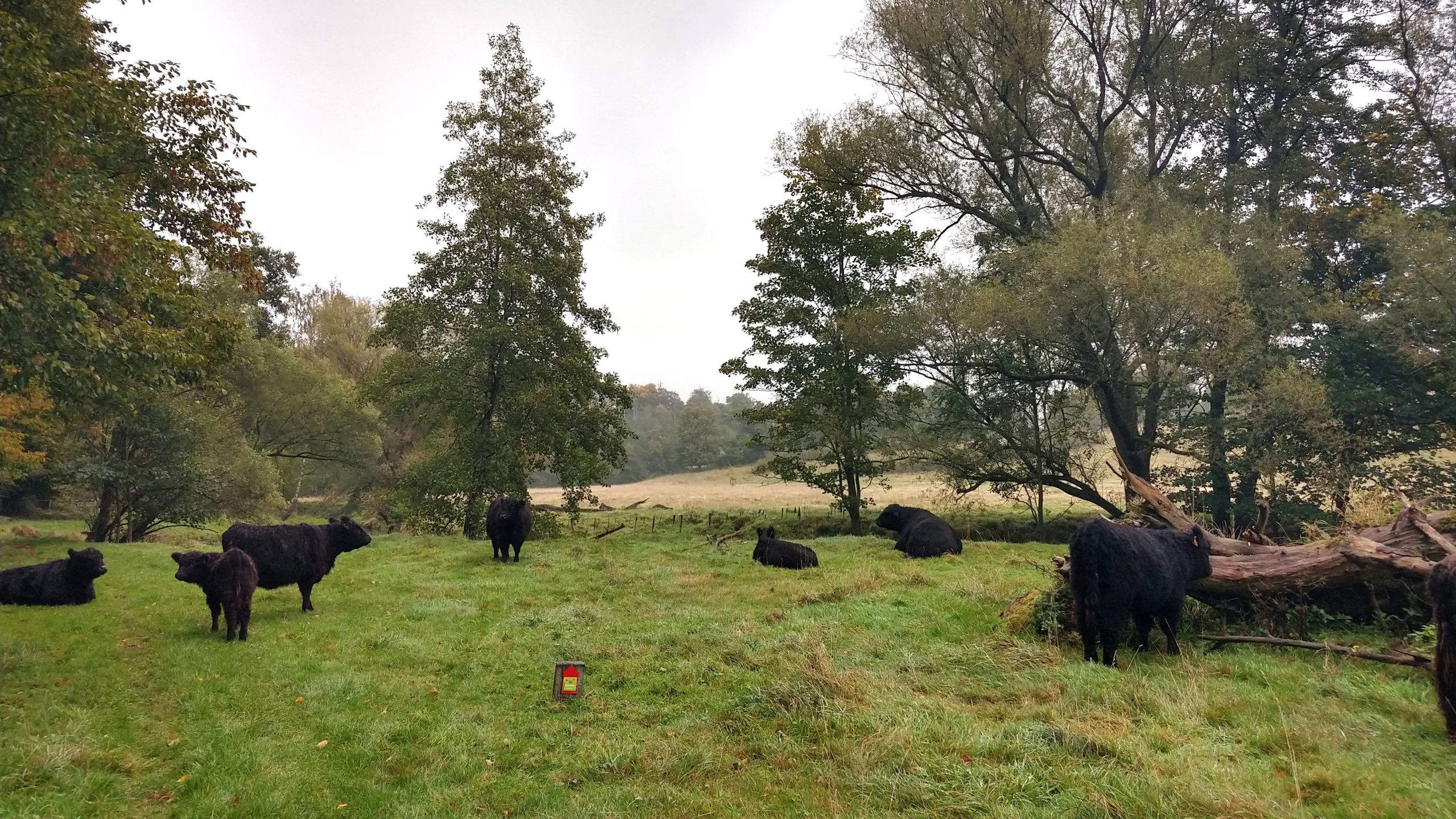 Galloway runderen grazen in het Geuldal